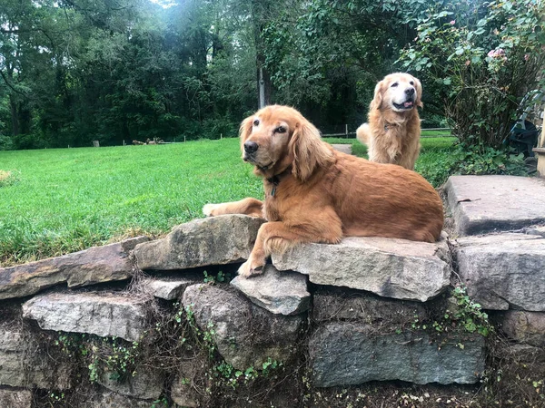 Golden Retriever kutya nyugszik a tetején kő kert falán. — Stock Fotó