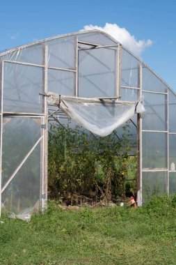 Güneşli bir günde sebze serası.