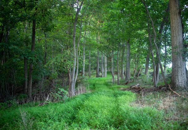 Jemná lesní krajina s lákavou travnatou stezkou. — Stock fotografie