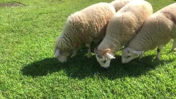 Happy footage of friendly sheep grazing in a row on a bright sunny green lawn. — Stock Video