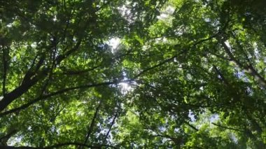 Rüzgarlı ağaçların arasından yukarı bakan tuhaf bir manzara..