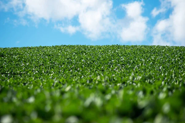 Champ de soja abstrait sur une colline ensoleillée sous le ciel bleu. — Photo