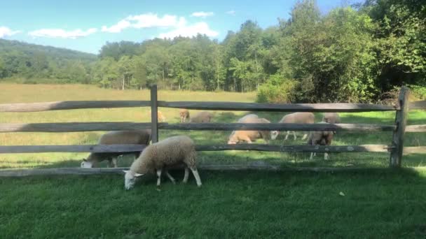 Kudde grazende schapen met één rebel aan de buitenkant van het hek — Stockvideo