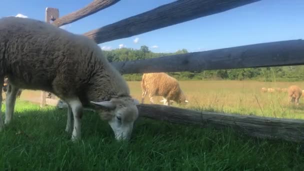Birka legelő a kerítés rossz oldalán idilli pásztorfarmon. — Stock videók