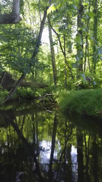 Images relaxantes d'un doux ruisseau boisé qui coule — Video