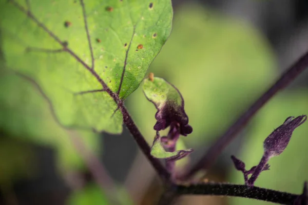 紫色の脈と蕾を持つ緑色のナスの葉の抽象的なマクロ. — ストック写真