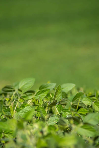 Foco seletivo em plantas de soja no campo agrícola, espaço de cópia — Fotografia de Stock