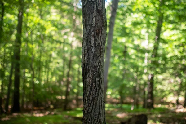 緑の森を背景にした荒っぽい木の幹. — ストック写真