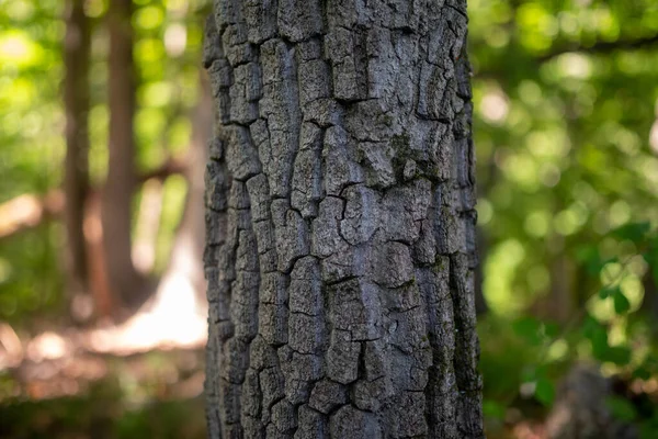 Кора грубого дерева крупним планом в ефірно-розфокусованому лісі . — стокове фото