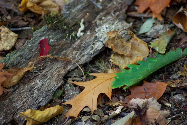 Лесной пол уплотняется листьями, корой, цветами и текстурами. — стоковое фото