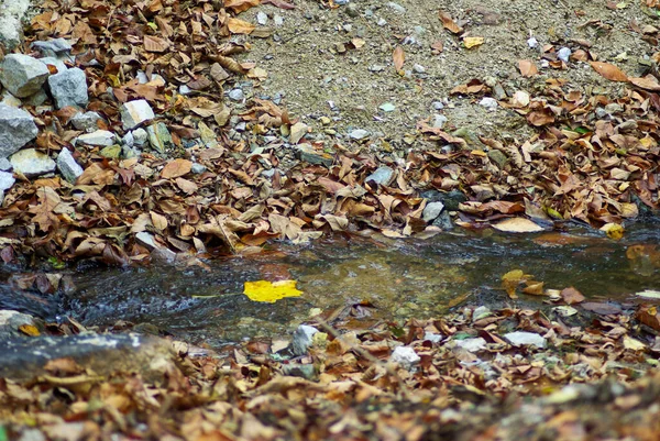 Einzelnes gelbes Blatt schwimmt den Herbstbach hinunter, gesäumt von abgestorbenen Blättern — Stockfoto