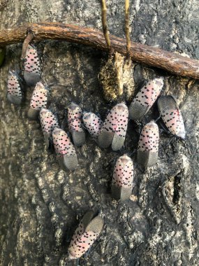 Benekli Lanternfly kümesine bir ağaç gövdesinin kabuğunda yaklaş.