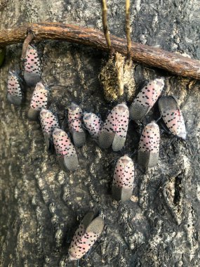 Close up of Spotted Lanternfly cluster on bark of a tree trunk. clipart