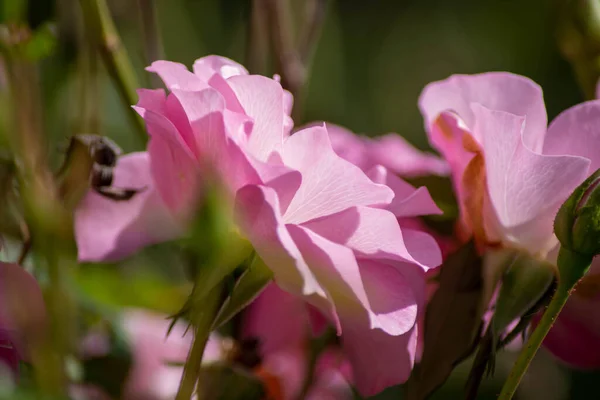 노골적 인 분홍색 장미, 선택적 인 초점, 육감 배경, 꽃잎 감촉 — 스톡 사진