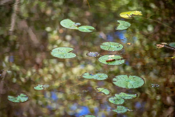 Abstrakte Lilienkissen, die auf einem See mit Waldreflexion schweben — Stockfoto