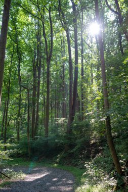 Uzun ağaçların arasından geçen güneş ışınları, cennet gibi meditasyon yapan orman yolunun üstünde..