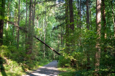 Bir köpek büyülü orman yolunda tek başına yürüyor..
