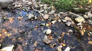 Çimenli dere, taşlı ve sonbahar yapraklı sakin 4K deresi.