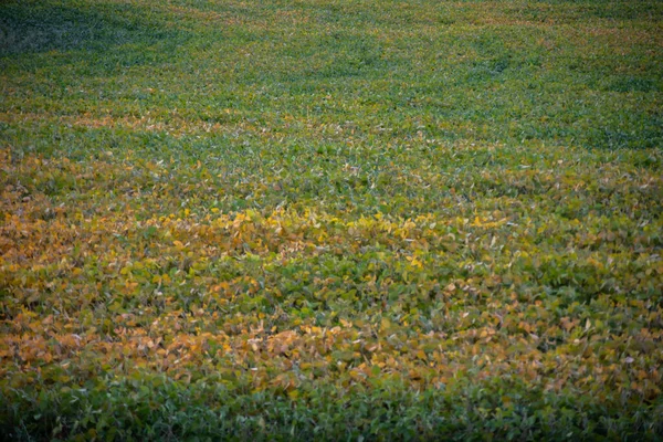 Abstract colorful soybean field ripening in golden hour light — Stock Photo, Image