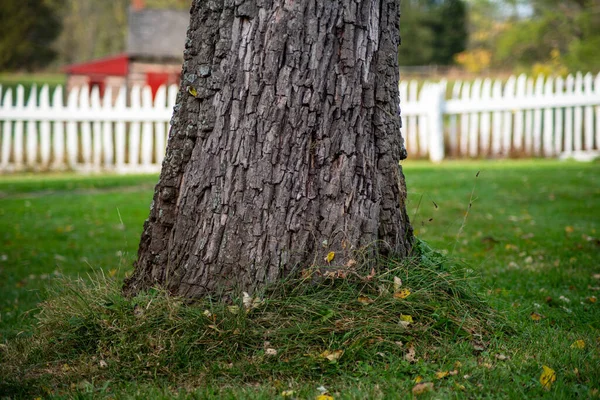 牧歌的な芝生の中で緑の芝生の渦を持つテクスチャの木の幹のベース. — ストック写真