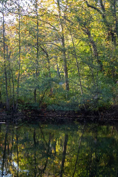 Grüner Wald spiegelt sich im See in goldenem Stundenlicht — Stockfoto