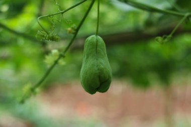 Sumedang, Batı Java, Endonezya 'da yakalanan taze yeşil sebzeler asılıyor..