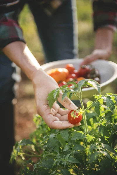 Primer Plano Recogiendo Tomates Frescos — Foto de Stock