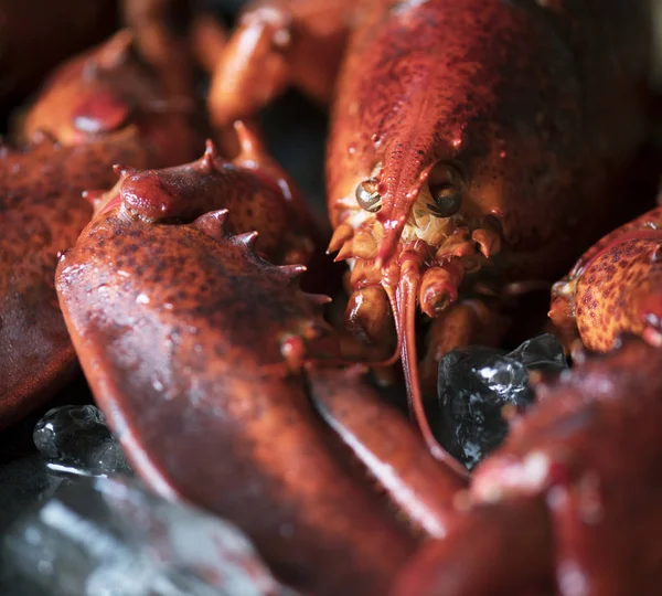 Homard Cuit Photographie Alimentaire Idée Recette — Photo