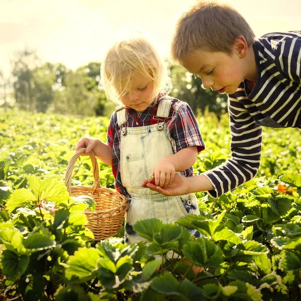 Little Blonde Boy Brother Picking Strawberries Plantation Farm — Stock Photo, Image