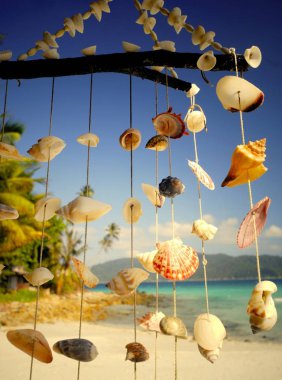 Deniz kabuğu ahenge tropikal bir lagün