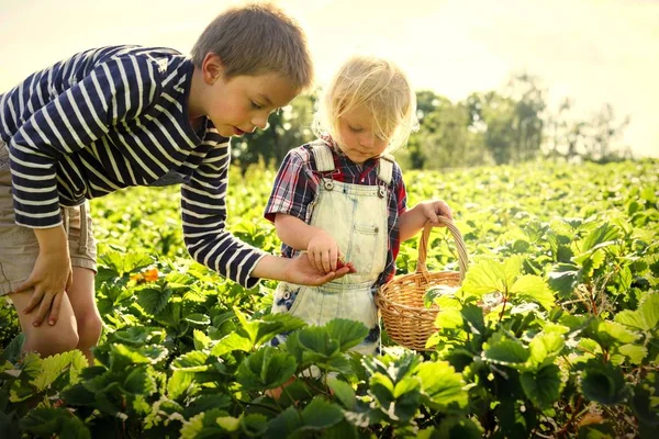 Little Blonde Boy Brother Picking Strawberries Plantation Farm — Stock Photo, Image