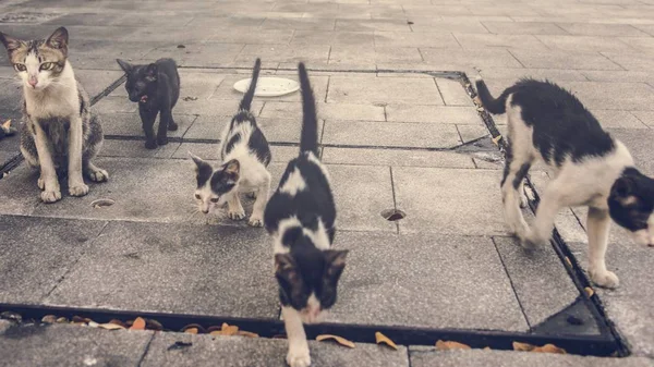 Група Милих Вуличних Котів Кошенят — стокове фото