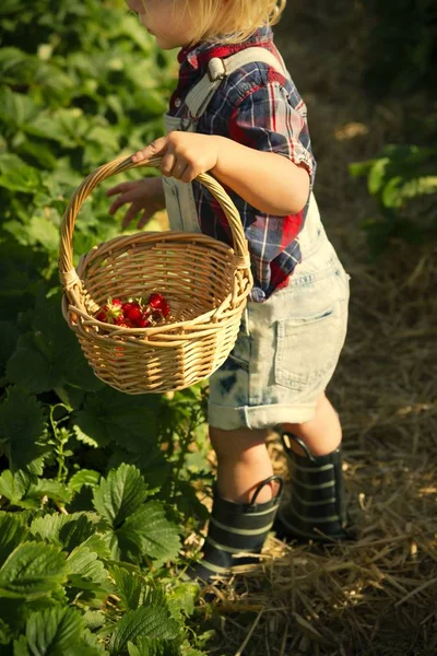 全体的に農場でいちご農園を歩いてデニムで金髪少年 — ストック写真