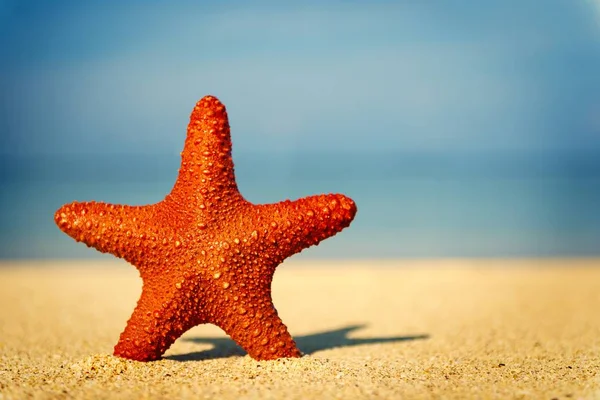 Estrella Mar Roja Una Playa Tropical — Foto de Stock