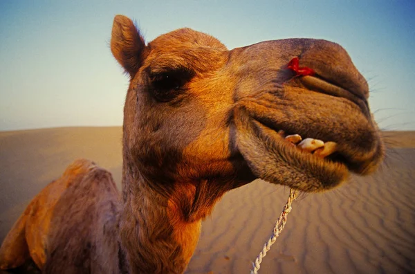 Boldog Teve Sivatagban Rajasthan — Stock Fotó