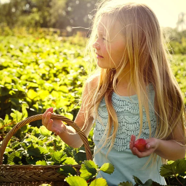 Menina Com Cesta Morango Campo — Fotografia de Stock