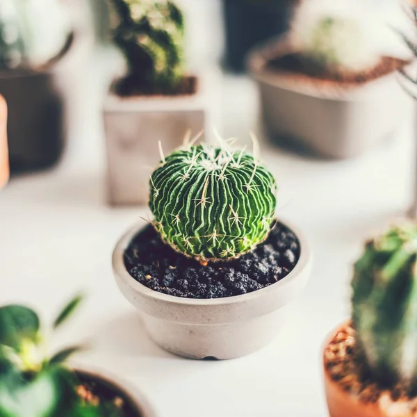 Primer Plano Varios Cactus Pequeños —  Fotos de Stock