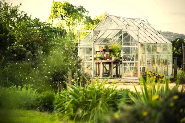 backyard Greenhouse glass building with different plants and trees