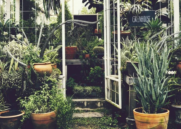 Greenhouse Different Plants Trees — Stock Photo, Image