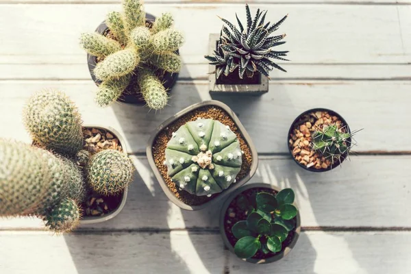 Gros Plan Divers Petits Cactus — Photo