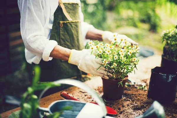 Vrouw Die Werkt Met Bloemen Een Kas — Stockfoto