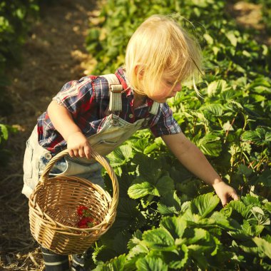 Genel olarak çilek ekimi çiftliğinde yürüyüş denim sarışın çocuğu 