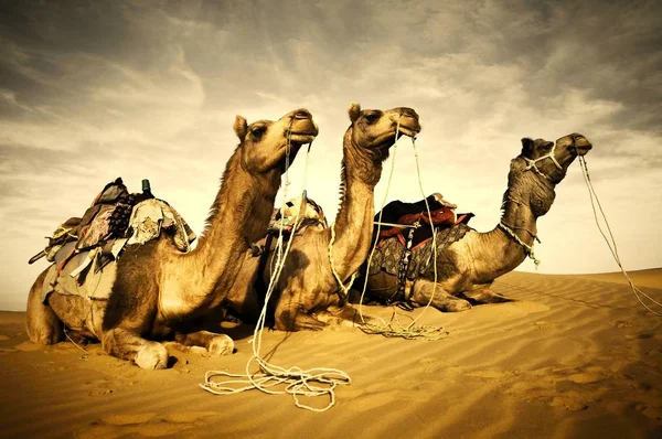 Camellos Descansando Desierto Thar Rajastán India —  Fotos de Stock