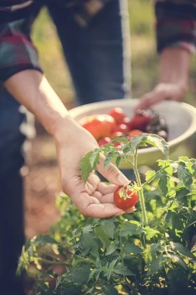 手で新鮮なトマトを選ぶ — ストック写真