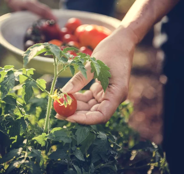 Agricultor Recogiendo Tomate Fresco — Foto de Stock