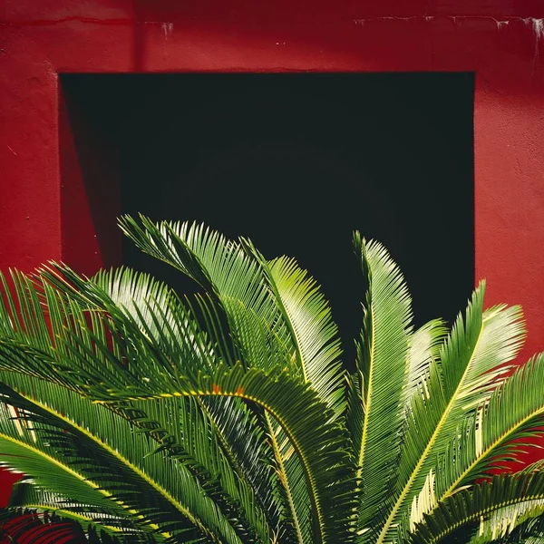 Красивая Зелень Красная Стена — стоковое фото