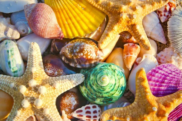 Kleurrijke Zeeschelpen Zeesterren — Stockfoto