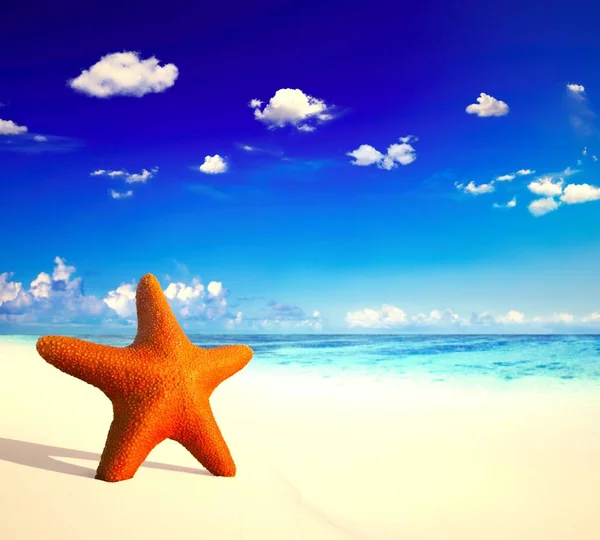 Red Starfish Tropical Beach — Stock Photo, Image