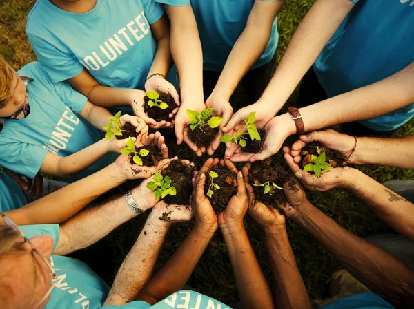 Grupo Voluntários Plantando Novas Árvores — Fotografia de Stock