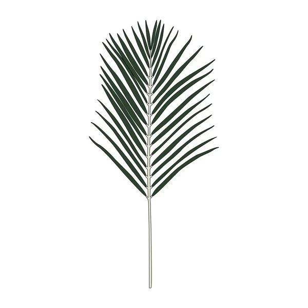 Illustration Des Areca Palmblattes — Stockfoto